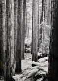 Johns John 1921-2005,Redwoods in Whakarewarewa Forrest, Rotorua,Webb's NZ 2022-02-15