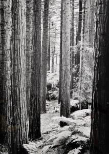 Johns John 1921-2005,Redwoods in Whakarewarewa Forrest, Rotorua,Webb's NZ 2022-02-15