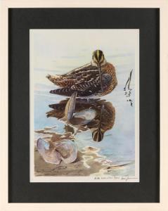 JOHNSON LARS 1900-1900,Shorebird and shellfish,Eldred's US 2024-01-05