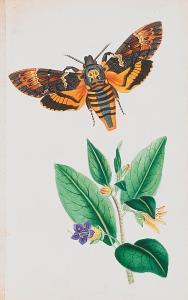 johnson theophilus 1836-1919,British Hawk Moths, and their Larvae,1874,Sotheby's GB 2007-11-13