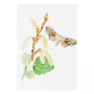 johnson theophilus 1836-1919,Illustrations of British Hawk Moths and their Larv,Sotheby's 2003-11-12
