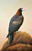 JOLLY JEFF,Australian Great Wedgetail Eagle,Elder Fine Art AU 2014-07-27