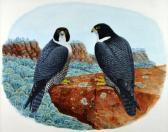 JOLLY JEFF,Peregrine Falcons in the Flinders Ranges,Elder Fine Art AU 2011-11-27