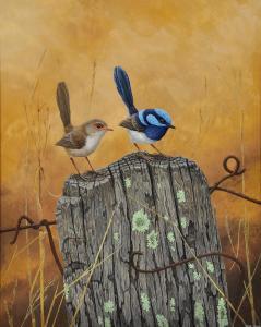 JOLLY JEFF,Superb Fairy Wrens,Elder Fine Art AU 2020-07-07