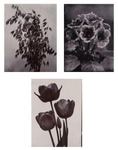 JONES Charles 1836-1892,Three Flower Studies,William Doyle US 2023-12-06