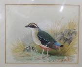 JONES Henry 1838-1921,Angolan Pitta,Dreweatts GB 2014-09-04