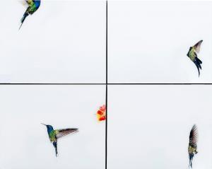 KANNISTO Sanna 1974,HUMMINGBIRD FLIGHT,2005,Bukowskis SE 2011-11-09