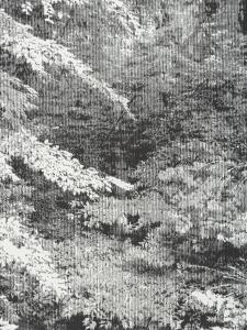 KATSUTOSHI Yuasa 1978,Snapshot (Forest),2008,Jeschke-Greve-Hauff-Van Vliet DE 2022-01-21