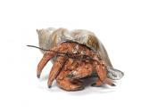 Kellam Colin 1942,A stoneware model of a Hermit Crab,2009,Bonhams GB 2009-09-23