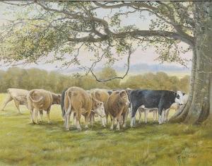 KELLY nora,Hereford and Charolais cattle sheltering under a tree,Wright Marshall GB 2015-03-19