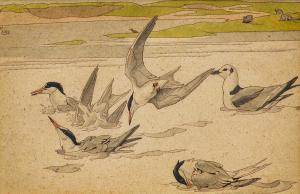 KELLY Richard B. Talbot 1896-1971,Common Terns & Kittiwake bathing,Tennant's GB 2024-01-12