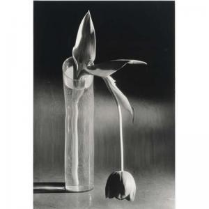 Kertész André 1894-1985,melancholic tulip,Sotheby's GB 2006-03-21