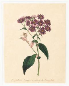 KETCHUM Frances J 1800-1832,Pair of Still Lifes,Cottone US 2020-06-18