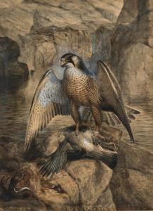 KEULEMANS Johannes Gerardus 1842-1912,A falcon with its prey, titled "Crux Falcoru,Palais Dorotheum 2024-03-28