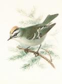 KEULEMANS Johannes Gerardus 1842-1912,A Finch; An Exotic Bird; A Goldcrest,Bonhams GB 2005-07-27