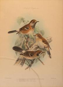 KEULEMANS Johannes Gerardus 1842-1912,Birds,Hindman US 2022-01-27