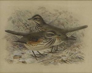 KEULEMANS Johannes Gerardus 1842-1912,Pair of Thrushes on wintery ground,Tennant's GB 2024-01-12