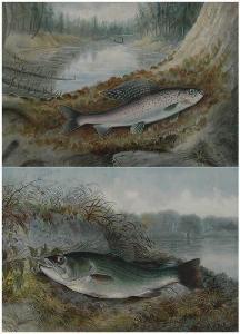 KILBOURNE Samuel A,Two plates from Game Fishes of the United States,Brunk Auctions 2019-05-16