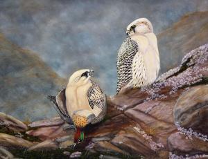 KING G.M 1900-2000,Two Greenland Gyrfalcon,Mealy's IE 2014-07-15