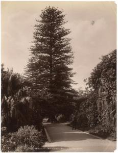 KING Henry,Sydney: Partie aus dem botanischen Garten (Der Wunschbaum),1880-1900,Webb's NZ 2022-03-07