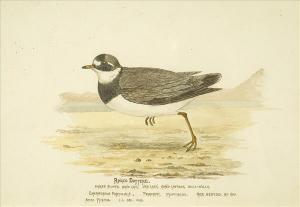 KINGHAM Charles 1895,Langham  SixStudies Of Ducks And Shoreline Birds,Dreweatt-Neate GB 2008-02-21