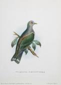 KINGSLEY KEFFORD L,Illustrations of Exotic Species of birds from Sout,Woolley & Wallis GB 2014-03-19