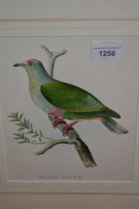 KINGSLEY KEFFORD L,studies of exotic birds,Lawrences of Bletchingley GB 2020-10-23