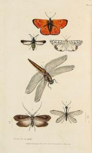 KIRBY William 1844-1912,An Introduction to Entomology,Dreweatts GB 2014-02-27