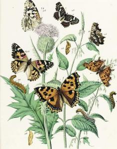 KIRBY William 1844-1912,European Butterflies and Moths: Six Plates,1882,Christie's GB 2004-07-13