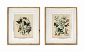 KIRBY William 1844-1912,MOTHS AND BUTTERFLIES,Christie's GB 2014-07-15