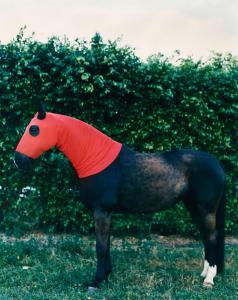 KLEIN Steven 1962,Horse with Red Hood, Palm Beach, FL,1995,Bonhams GB 2024-02-08