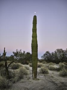 KLETT Mark 1952,Saguaro with moon at top, Gila Mountains,2022,Sotheby's GB 2022-06-10