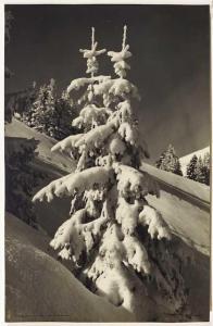 KLOPFENSTEIN Arnold 1896-1961,Schneebaum bei Adelboden,1940,Galerie Koller CH 2019-12-02