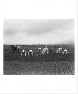 KLUGER Zoltan,Semailles de pommes de terre, Kibbutz Dan,1940,Pierre Bergé & Associés 2017-06-21