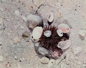 KLUTE Jeannette 1918,Sea Urchin,William Doyle US 2008-11-03