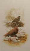 KNIGHT Frank H 1900-1900,Brown Pigeons,1982,Bonhams & Goodman AU 2008-03-02