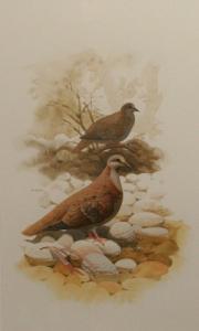 KNIGHT Frank H 1900-1900,Brown Pigeons,1982,Bonhams & Goodman AU 2008-03-02