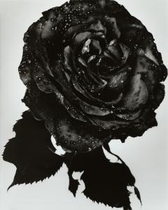 KNIGHT Nick 1958,Black Rose,2000,Christie's GB 2023-11-09