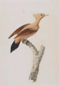 KNIP Pauline 1781-1851,An exotic bird on a branch,Woolley & Wallis GB 2015-12-10