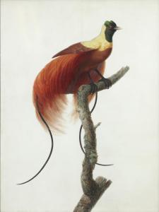 KNIP Pauline 1781-1851,Oiseau de paradis ( Uranornis rubra),1811,Christie's GB 2022-11-22