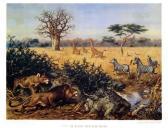 KOCKKOCK, ma,Kalahari - La Savane - Les Lions Aan de Rand der K,Millon & Associés FR 2018-06-20