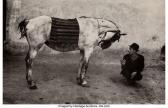 KOUDELKA Josef 1938,Romania (Gypsy with Horse),1968,Heritage US 2021-08-11