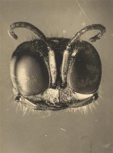 KREYENKAMP August 1875-1950,Head of a Wasp,1926,Villa Grisebach DE 2022-12-04