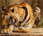 KUHN Bob 1920-2007,Siberian Tiger,Altermann Gallery US 2019-03-29