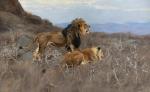 KUHNERT Wilhelm 1865-1926,Lions on a hunting expedition,1907,Nagel DE 2024-02-07