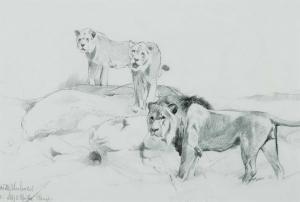 KUHNERT Wilhelm 1865-1926,Lions on Rocks,Scottsdale Art Auction US 2024-04-12