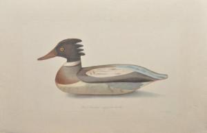 LAFITTE Louis 1770-1828,Canard Oldsguan et Wood duck,EVE FR 2011-11-21