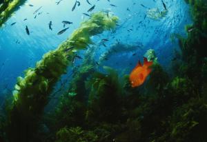 LAMAN TIM,Garibaldi Fish in Giant Kelp forest,2013,Christie's GB 2013-07-19