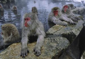 LAMAN TIM,Japanese Macaques,2013,Christie's GB 2013-11-19