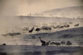 LAMAN TIM,Red-Crowned Cranes in Morning Mist,2013,Christie's GB 2013-07-19